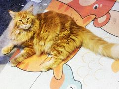 -藏猫猫咖啡主题馆(中央大道店)