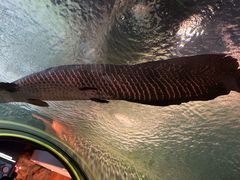 -上海海洋水族馆