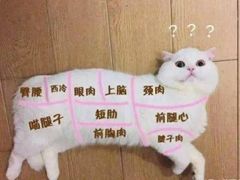 -宠颐生斯嘉宠物医院·急重症·心内科(谷阳北路分院)