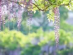-嘉定紫藤园