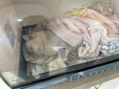 -芭比堂动物医院·犬猫全科·异宠专科(雁塔分院)