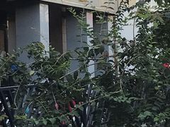 -麦当劳(军博店)