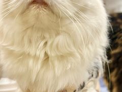 -楼上猫咖(罗湖店)