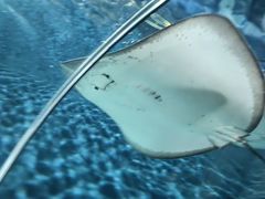 -上海海洋水族馆