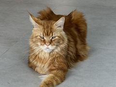 -Heymao猫咖.咖啡厅(东门店)