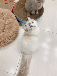 -柚子•猫美睫美甲