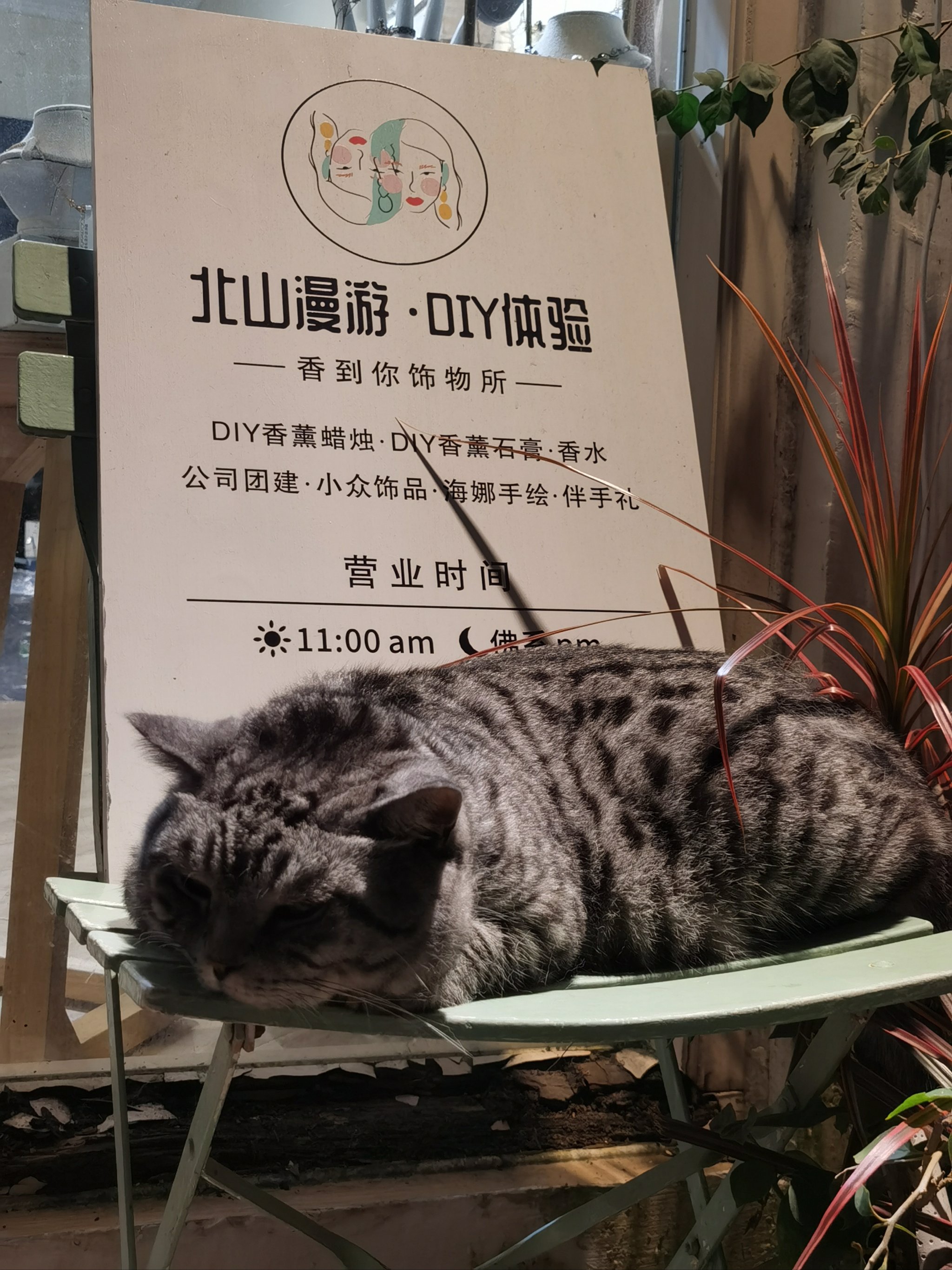 吉林北山小猫图片