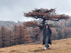 -芦芽山旅游度假区