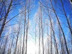 -北极村旅游风景区