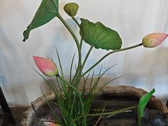 -蟹村草堂·苏式园林人文农家·大闸蟹