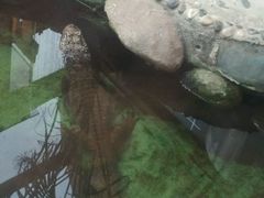 -上海大自然野生昆虫馆