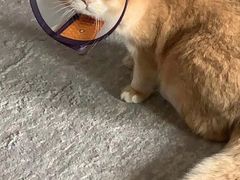 -Bastet sally猫舍购宠(静安店)