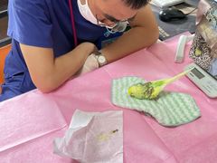 -北京观赏动物医院·24小时大型综合·猫专科·异宠专科