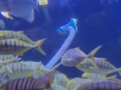 -烟台海昌鲸鲨海洋公园