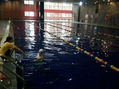 -浚涛游泳培训(江汉路店)