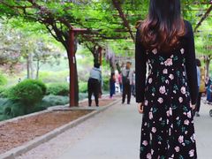 -嘉定紫藤园