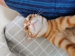 -瑞鹏宠物医院·骨科·猫科·内科(第一中心)