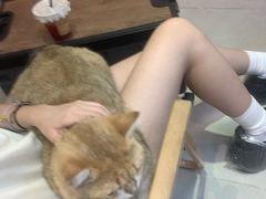 -Heymao猫咖.咖啡厅(东门店)