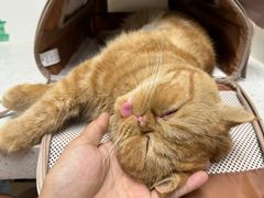 -纳吉亚猫专科动物诊疗中心(蒋宅口分院)