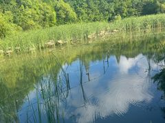 -吴淞炮台湾湿地森林公园烧烤区