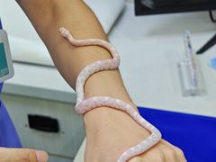 -博特宠物医院24h犬猫全科.骨科·异宠