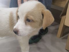 -佳雯宠物医院·皮肤科·内外科(春晓路分院)