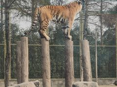-上海野生动物园