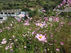 -苍山世界地质公园·石门关大峡谷
