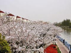 -高东镇樱花园