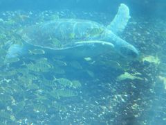 -海棠湾洲际-涛·海底餐厅·美人鱼·自助餐·海底隧道