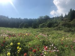 -武陵山森林公园