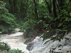 -莫里热带雨林景区