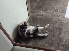 -关爱宠物医院·猫科中心·消化科(滨湖万达分院)