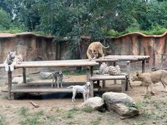 -北京野生动物园