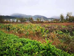 -黟县屏山村