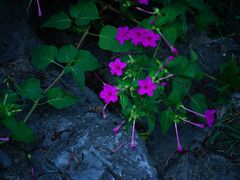 -扬州大运河文化旅游度假区·盆景园