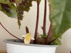 -循礼门鲜花花市(武汉循礼门店)