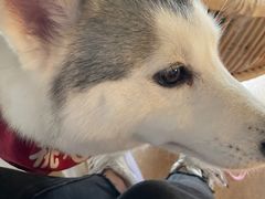 -Husky Go! 哈士奇体验馆·宠物咖啡厅狗咖