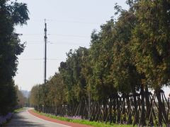 -上海长兴岛郊野公园