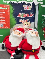-MINI MARS KIDS CLUB亲子家庭中心(杨浦黄兴店)