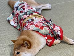 -逗柴咖啡屋·狗咖猫咖宠物桌游