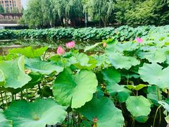 -陈家山荷花公园
