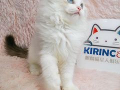 -十年猫舍·猫咪专门店(普陀店)