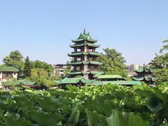 -桂湖森林公园