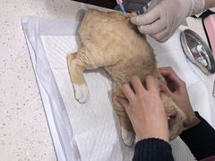 -纳吉亚猫专科动物医院·北北分院