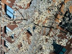 -北京市海淀外国语实验学校