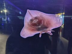 -大连圣亚海洋世界