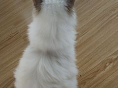 -松果猫咖(桐乡吾悦金街店)