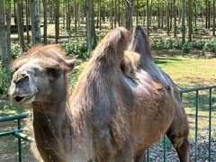 -秦皇岛野生动物园