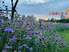 -咸阳湖景区